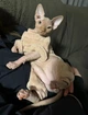 Костюм для котов (кошек) флисовый Нордик S Бежевый - изображение 6