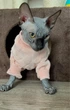 Костюм для котов (кошек) флисовый Нордик 2XL Розовый - изображение 8