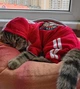 Костюм для котов (кошек) Тигр XL Красный - изображение 5