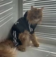 Спортивный костюм для котов (кошек) Adidog XS Черный - изображение 8