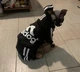 Спортивный костюм для котов (кошек) Adidog XS Черный - изображение 9