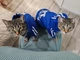 Спортивный костюм для котов (кошек) Adidog S Синий - изображение 5