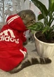 Спортивный костюм для котов (кошек) Adidog M Красный - изображение 3