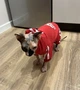 Спортивный костюм для котов (кошек) Adidog M Красный - изображение 4