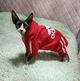Спортивный костюм для котов (кошек) Adidog M Красный - изображение 5