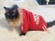 Спортивный костюм для котов (кошек) Adidog M Красный - изображение 9