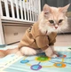 Толстовка для котов (кошек) Тедди 2XL Бежевый - изображение 8