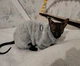 Костюм для котів (кішок) флісовий Пухнастик L Сірий - зображення 8