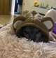 Толстовка для котов (кошек) Медвежонок L Коричневый - изображение 6