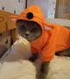 Толстовка для котів (кішок) Лисичка M Помаранчевий - зображення 8