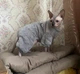 Костюм для котів (кішок) флісовий Пухнастик L Сірий - зображення 10