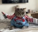 Костюм для котов (кошек) Чаки XS Разноцветный - изображение 5