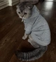 Спортивная кофта для котов (кошек) Бари L Серый - изображение 6