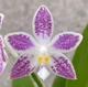 Орхідея (підліток зараз без квітів) TopDreams фаленопсис Phal 4700 Little purple chips дуже ароматний 1.7 (мох) - изображение 2