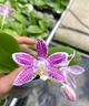 Орхідея (підліток зараз без квітів) TopDreams фаленопсис Phal 4700 Little purple chips дуже ароматний 1.7 (мох) - изображение 3