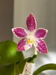 Орхідея (підліток зараз без квітів) TopDreams фаленопсис Phal 4700 Little purple chips дуже ароматний 1.7 (мох) - изображение 7