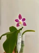 Орхідея (підліток зараз без квітів) TopDreams фаленопсис Phal 4700 Little purple chips дуже ароматний 1.7 (мох) - изображение 8