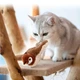 Интерактивная игрушка для кошек летающая птичка воробей для кота птица машет крыльями MV-50 - изображение 7