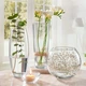 Ваза для квітів Pasabahce Botanica 43966 (26см) - зображення 4