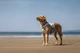 Охолоджуючий жилет для собак Cooling vest Non-stop dogwear Сірий S - изображение 7