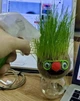 Набор для выращивания Grow Grass man Травянчик экокуб UFT GG01 - изображение 4