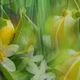 Аромадифузор Dr. Vranjes Green flowers 250 мл Fragranza D'ambiente (FRV0015C) - зображення 8
