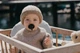 Пустушка BIBS 0-6 m Colour Latex Round - Black - изображение 3