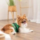 Шлея Ross ТМ Pet Fashion для собак S - зображення 4