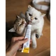 Вітамінна паста для кошенят GimCat Expert Line Kitten 50 г (MLZ7916) - зображення 5