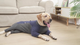 Флисовый комбинезон для собак Wan Talk Dog Clothes Cold Proof, Bluish Grey, XS - изображение 4