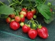 Агроткань 100 г/кв. м 3,2 м ширина м Premium-Agro Черная - изображение 4