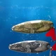 Універсальний набір коливальних блешень 16 ШТУК - зображення 7