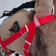 Вуздечка червона для Hobby Horse - аксесуари для хобіхорса коня на палиці хобби хорс - изображение 5