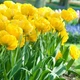 Тюльпан Yellow Pompenette 5 шт Голландия - изображение 2