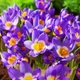 Крокус Sieberi Tricolor 15 шт Голландія - зображення 1