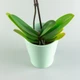 Горшок-кашпо для растений MBM HOME DH-FLOWERS-29 GREEN зеленый - изображение 4