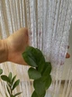 Шторы нитки Кисея с люрексом 290*290см Белый №1 - изображение 6