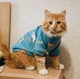 Толстовка для котов (кошек) Лаки Динозавр M Голубой - изображение 9
