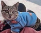 Толстовка для котов (кошек) Лаки Динозавр M Голубой - изображение 12