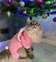 Костюм для котов (кошек) флисовый Зайка 2XL Розовый - изображение 7