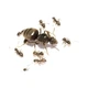 Муравьи Lasius Niger муравьи для муравьиной фермы колония муравьев с маткой живые муравьи для новачков - изображение 1