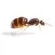 Муравьи Lasius Niger муравьи для муравьиной фермы колония муравьев с маткой живые муравьи для новачков - изображение 4
