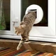 SureFlap умная дверца для кота с микрочипом,автоматическая дверца для кота, Smart Cat Flap - изображение 5
