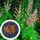 Шалфей мускатный семена 5 гр (прибл 1000 шт) - изображение 1