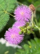 Мимоза стыдливая семена 0,2 гр. (прибл. 50 шт) (Mimosa pudica) розовая комнатная - изображение 4