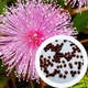 Мимоза стыдливая семена 0,2 гр. (прибл. 50 шт) (Mimosa pudica) розовая комнатная - изображение 5