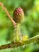 Мимоза стыдливая семена 0,2 гр. (прибл. 50 шт) (Mimosa pudica) розовая комнатная - изображение 6