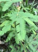 Мимоза стыдливая семена 0,2 гр. (прибл. 50 шт) (Mimosa pudica) розовая комнатная - изображение 9