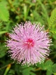 Мимоза стыдливая семена 0,2 гр. (прибл. 50 шт) (Mimosa pudica) розовая комнатная - изображение 11