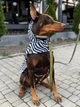 Дождевик-накидка с капюшоном для собак WAUDOG Clothes, рисунок "Зебра", размер L (358-0055) - изображение 13